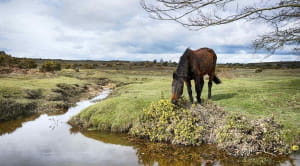 Brown horse eating beside a stream in the New Forest